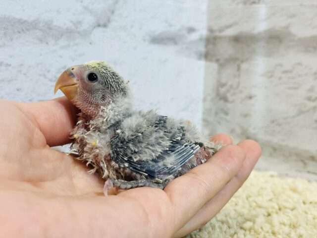 【最新画像・動画更新🪄】うるうるのおめめに吸い込まれちゃう🫧コザクラインコ(バイオレットパイド) ヒナ コザクラインコ(小桜インコ)