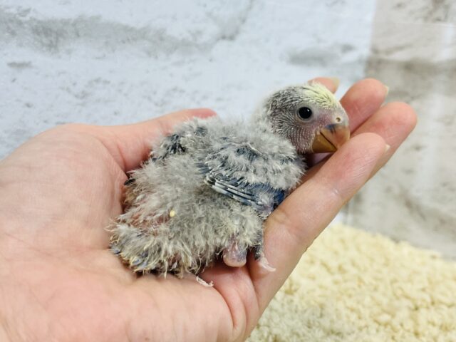 【最新画像・動画更新🪄】うるうるのおめめに吸い込まれちゃう🫧コザクラインコ(バイオレットパイド) ヒナ コザクラインコ(小桜インコ)