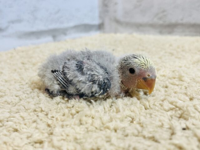 【最新画像・動画更新🪄】うるうるのおめめに吸い込まれちゃう🫧コザクラインコ(バイオレットパイド) ヒナ コザクラインコ(小桜インコ)