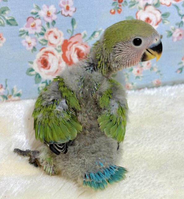 コザクラインコ（小桜インコ）