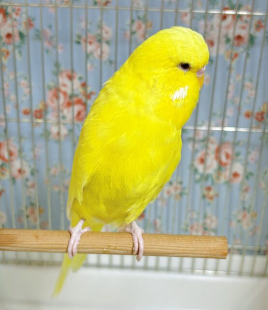 ジャンボセキセイインコ