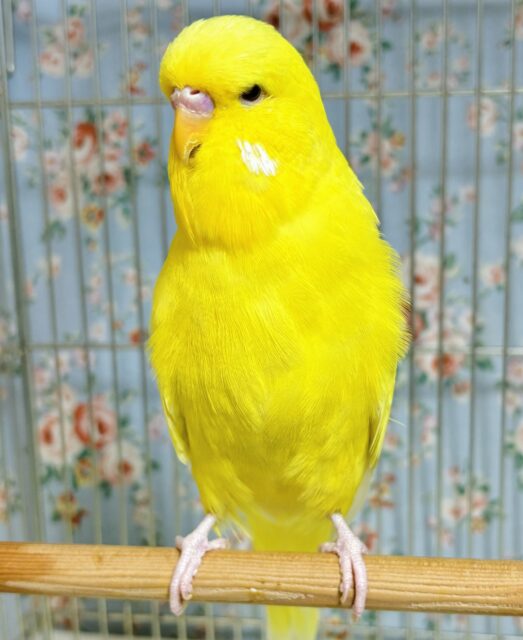 ジャンボセキセイインコ ルチノー 🐥💛🌼 ジャンボセキセイインコ
