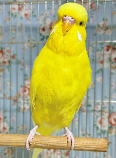 ジャンボセキセイインコ
