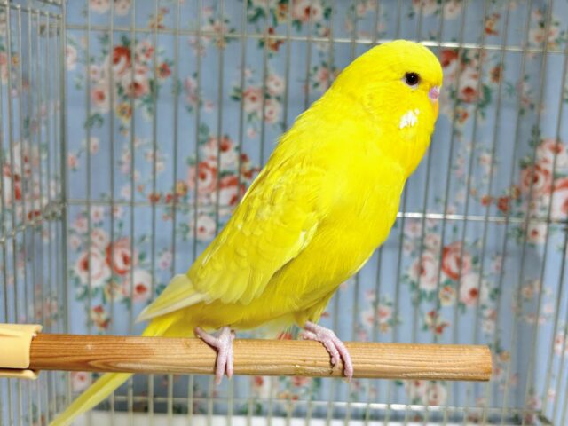 ジャンボセキセイインコ