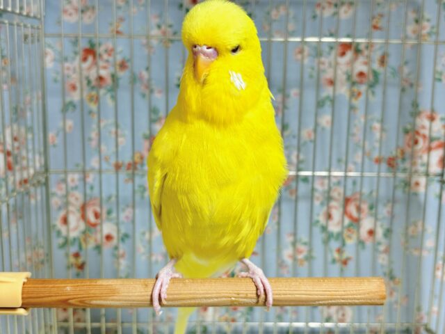 ジャンボセキセイインコ