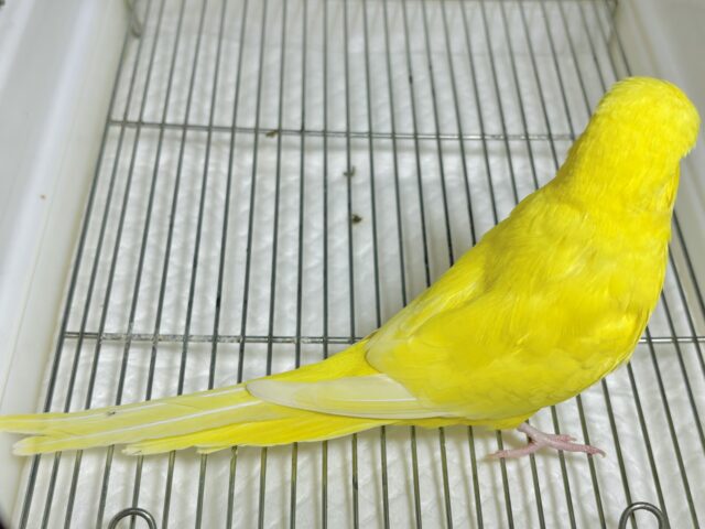 ジャンボセキセイインコ