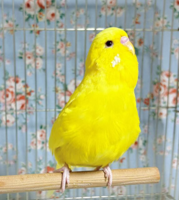 ジャンボセキセイインコ