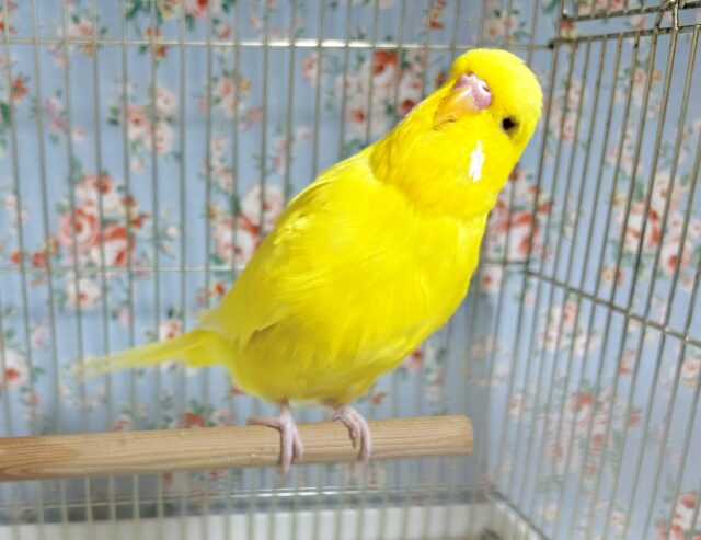 ジャンボセキセイインコ