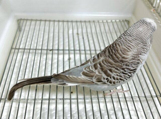 ジャンボセキセイインコ