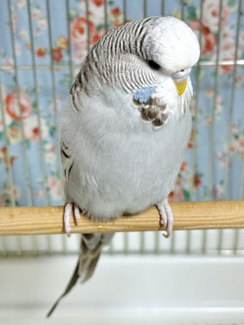 ジャンボセキセイインコ