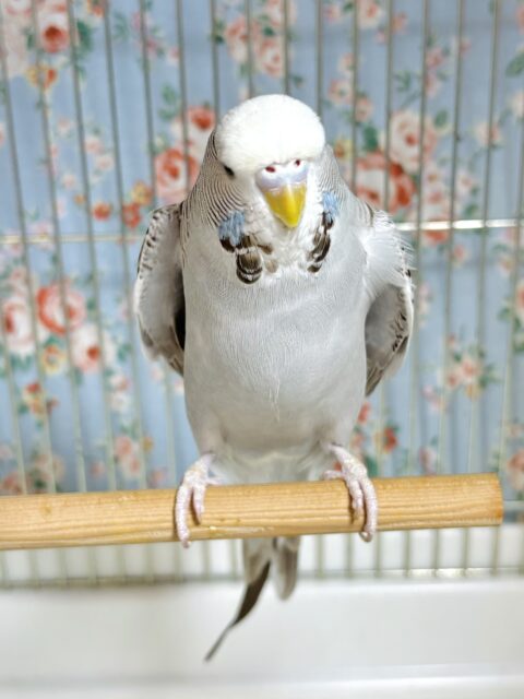ジャンボセキセイインコ