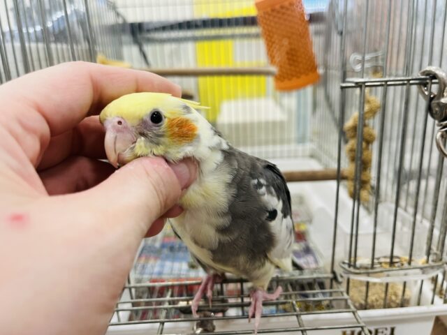 オカメインコ