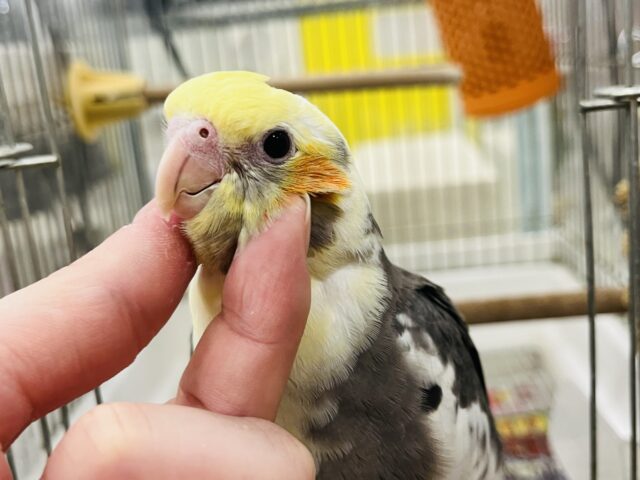 オカメインコ