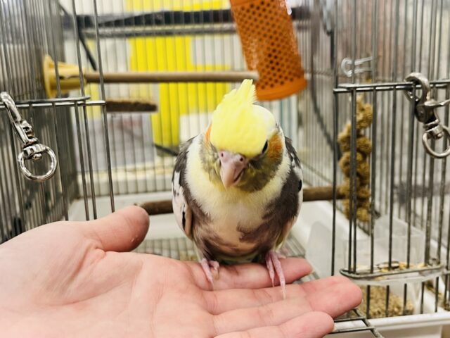 オカメインコ