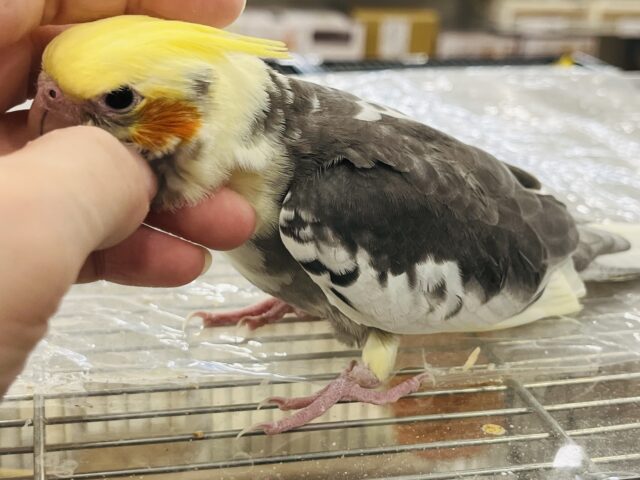 オカメインコ