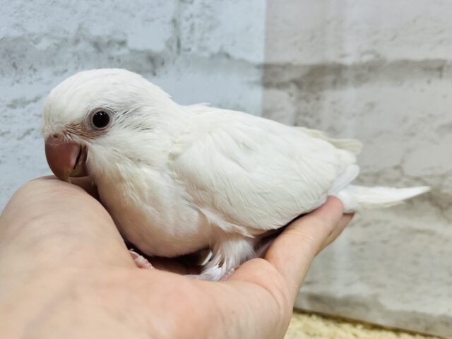 オキナインコ
