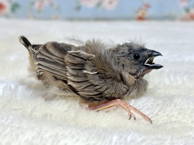 錦花鳥（キンカチョウ）