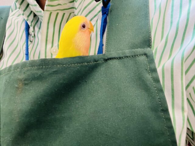 コザクラインコ（小桜インコ）