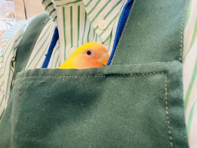 コザクラインコ（小桜インコ）