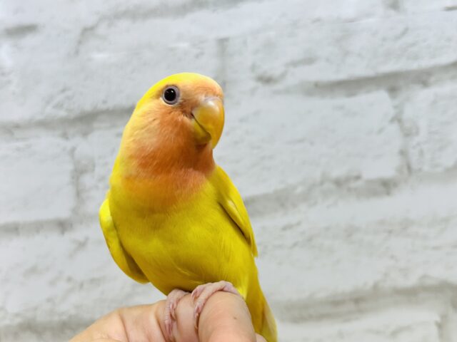 コザクラインコ（小桜インコ）