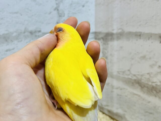 コザクラインコ（小桜インコ）