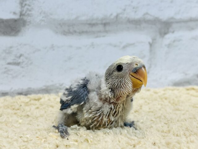 【最新画像・動画更新🪄】うるうるのおめめに吸い込まれちゃう🫧コザクラインコ(バイオレットパイド) ヒナ コザクラインコ(小桜インコ)