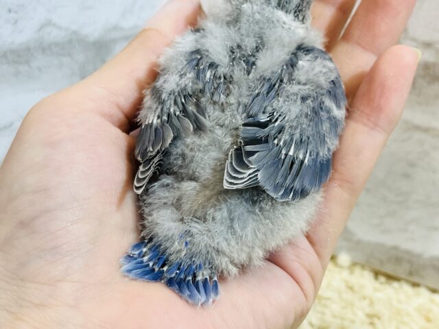 【最新画像・動画更新🪄】うるうるのおめめに吸い込まれちゃう🫧コザクラインコ(バイオレットパイド) ヒナ コザクラインコ(小桜インコ)