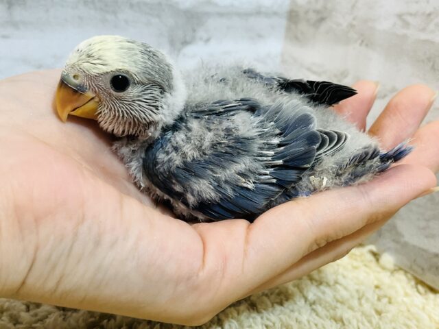 【最新画像・動画更新🪄】うるうるのおめめに吸い込まれちゃう🫧コザクラインコ(バイオレットパイド) ヒナ コザクラインコ(小桜インコ)