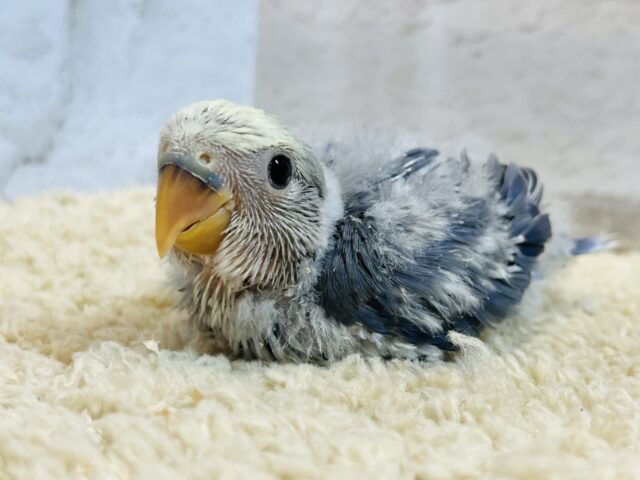 【最新画像・動画更新🪄】うるうるのおめめに吸い込まれちゃう🫧コザクラインコ(バイオレットパイド) ヒナ コザクラインコ(小桜インコ)