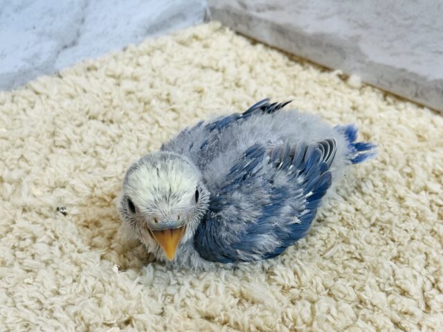 【最新画像・動画更新🪄】うるうるのおめめに吸い込まれちゃう🫧コザクラインコ(バイオレットパイド) ヒナ コザクラインコ(小桜インコ)