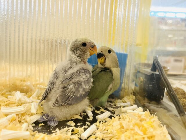 コザクラインコ（小桜インコ）