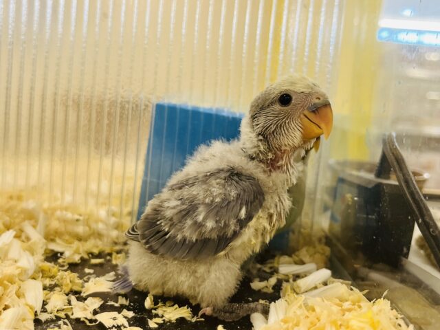 コザクラインコ（小桜インコ）