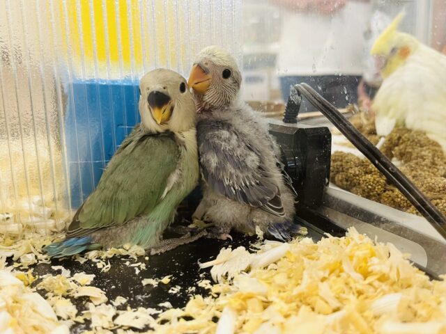 【最新画像・動画更新🪄】うるうるのおめめに吸い込まれちゃう🫧コザクラインコ(バイオレットパイド) ヒナ コザクラインコ(小桜インコ)