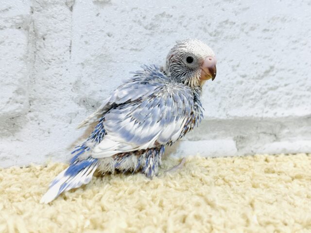 【最新画像更新🪄もうすぐひとり餌☆】美鳥♡食欲旺盛元気っ子☆☆☆セキセイインコ(スパングル) ヒナ セキセイインコ