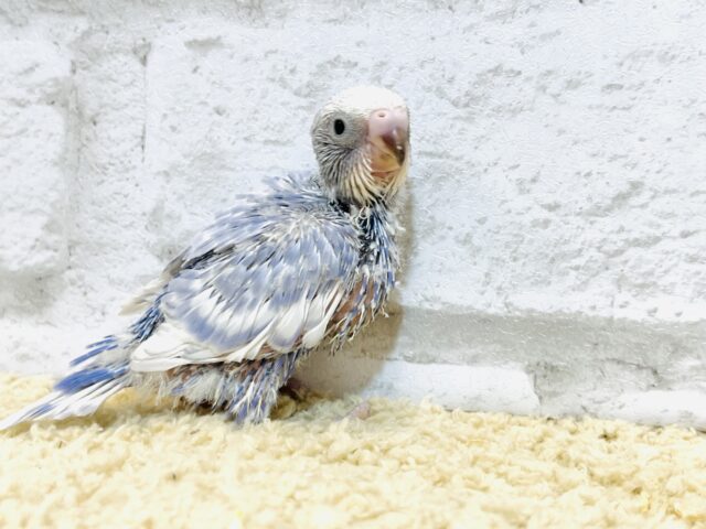 【最新画像更新🪄もうすぐひとり餌☆】美鳥♡食欲旺盛元気っ子☆☆☆セキセイインコ(スパングル) ヒナ セキセイインコ