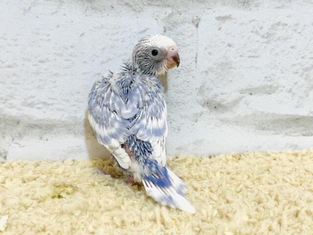 【最新画像更新🪄もうすぐひとり餌☆】美鳥♡食欲旺盛元気っ子☆☆☆セキセイインコ(スパングル) ヒナ セキセイインコ