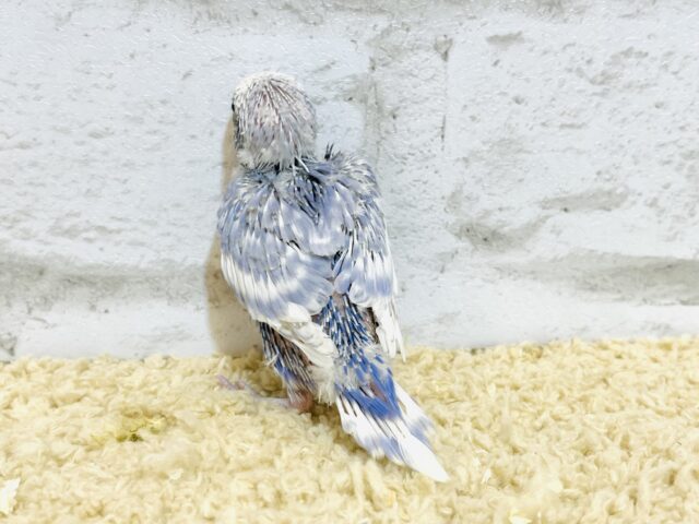 【最新画像更新🪄もうすぐひとり餌☆】美鳥♡食欲旺盛元気っ子☆☆☆セキセイインコ(スパングル) ヒナ セキセイインコ