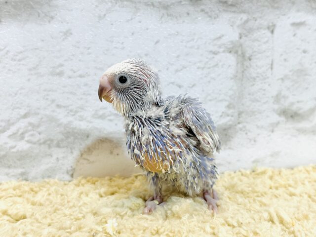【最新画像更新🪄もうすぐひとり餌☆】美鳥♡食欲旺盛元気っ子☆☆☆セキセイインコ(スパングル) ヒナ セキセイインコ
