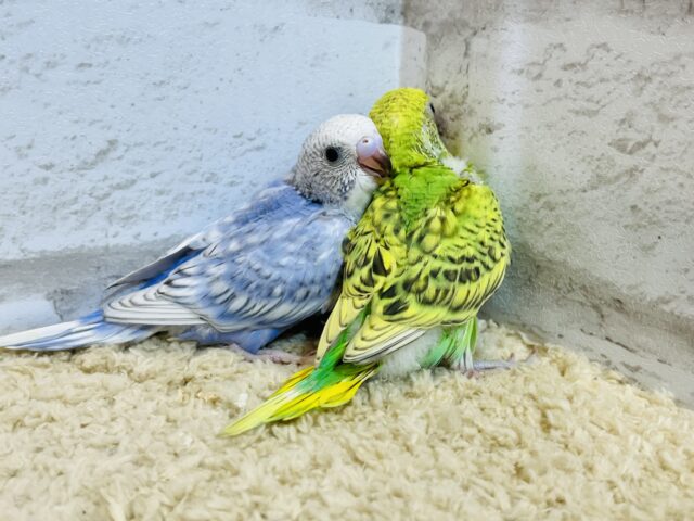 セキセイインコ