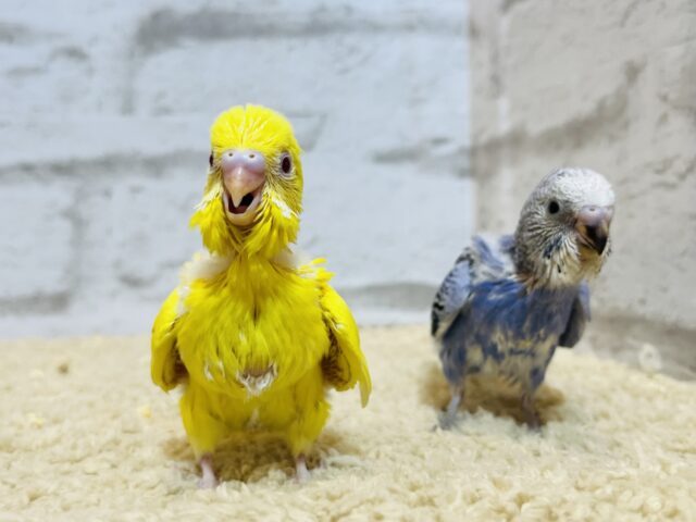 セキセイインコ