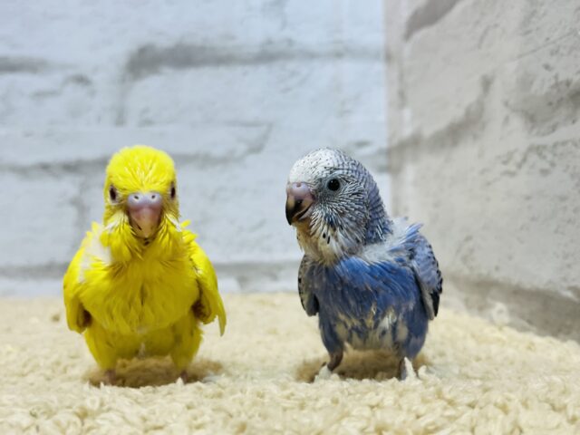 セキセイインコ