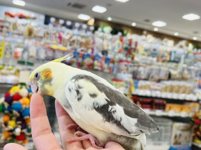 オカメインコ