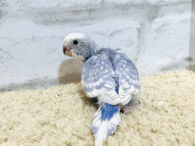 【最新画像更新🪄もうすぐひとり餌☆】美鳥♡食欲旺盛元気っ子☆☆☆セキセイインコ(スパングル) ヒナ セキセイインコ