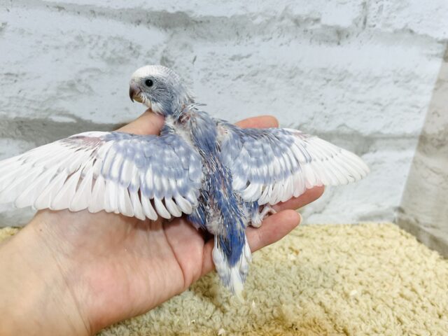 【最新画像更新🪄もうすぐひとり餌☆】美鳥♡食欲旺盛元気っ子☆☆☆セキセイインコ(スパングル) ヒナ セキセイインコ