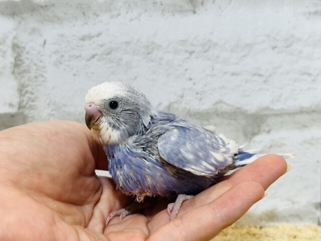 【最新画像更新🪄もうすぐひとり餌☆】美鳥♡食欲旺盛元気っ子☆☆☆セキセイインコ(スパングル) ヒナ セキセイインコ