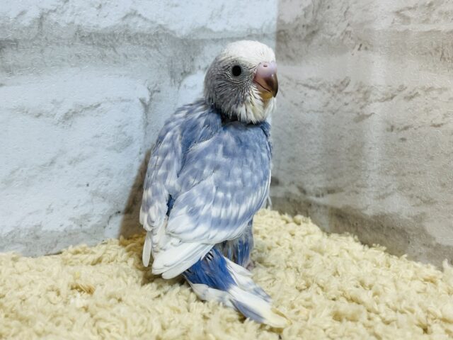【最新画像更新🪄もうすぐひとり餌☆】美鳥♡食欲旺盛元気っ子☆☆☆セキセイインコ(スパングル) ヒナ セキセイインコ