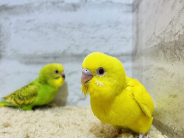 セキセイインコ
