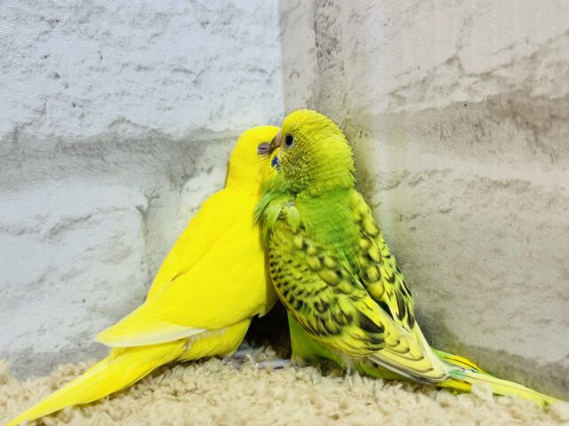 セキセイインコ