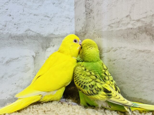 セキセイインコ