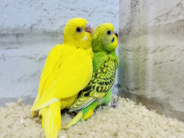 セキセイインコ